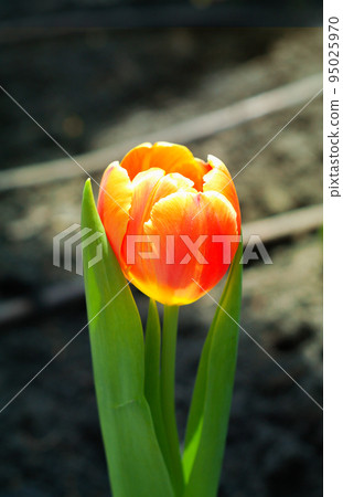 Orange tulips flower isolated are blooming at winter or spring day 95025970