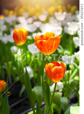 Tulips flower with a orange in the tulips plantation during a sunlight at winter or spring day 95025971