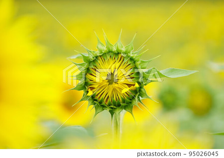 Sunflower bud 95026045