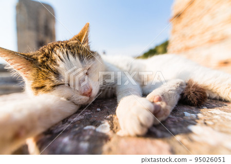 一隻貓睡在土耳其以弗所古城的廢墟中 95026051