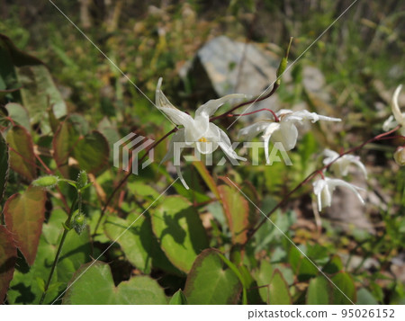 Ikarisou之花 95026152