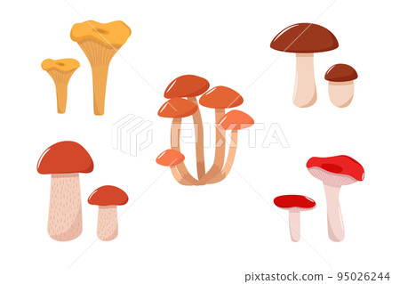Set of mushroom icons vector. Illustration of boletus, chanterelles, honey mushrooms, aspen mushroom and russula 95026244
