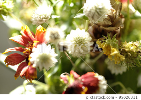 various flowers 95026311