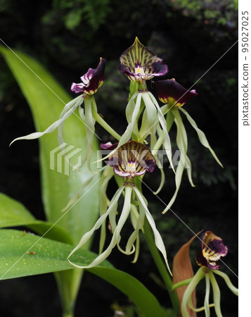 Encyclia cochleata 95027025