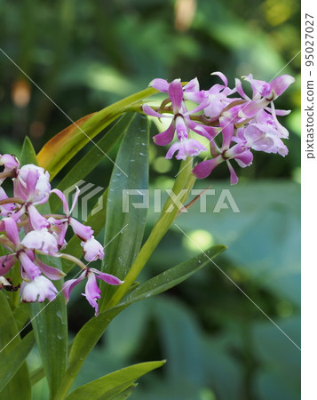 Epidendrum revolutum 95027027