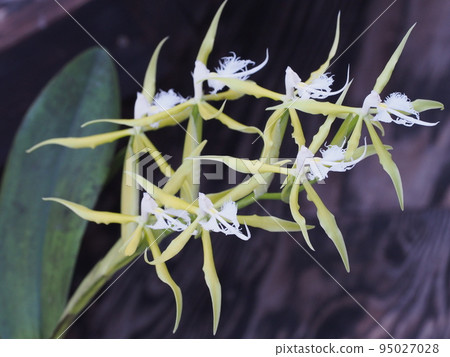 Epidendrum ciliare Epidendrum ciliare 95027028