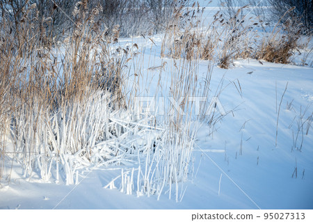 Frozen coastal reed in white snow on a sunny winter day 95027313