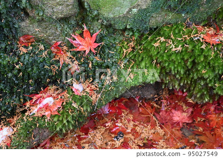 紅色和綠色的世界 95027549