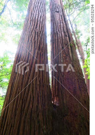 福井若狹彥神社的Meotosugi 95028294