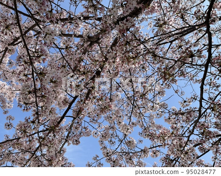 Cherry tree in full bloom  95028477