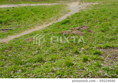 trampled trails on green grass in a city Park, intersection of paths, little Starling walks along the road 95029486