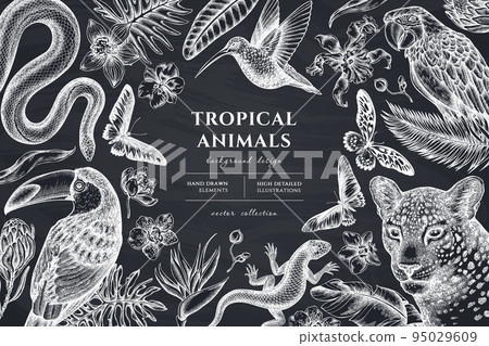 Tropical animals hand drawn illustration design. Background with chalk leopard, snake, lizard, hummingbird, toucan, scarlet macaw, rajah brooke's birdwing, african giant swallowtail, monstera, banana Tropical animals hand drawn illustration design. Background with chalk leopard, snake, lizard, hummingbird, toucan, scarlet macaw, rajah brooke's birdwing, african giant swallowtail, monstera, banana 95029609