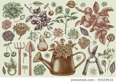 Gardening hand drawn vector illustrations collection. Stylized watering can, apples, cherry, rose, pears, shovel, rake, secateurs, chamomile, sunflower, forget me not flower, ranunculus, roses. 95029610