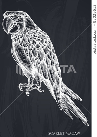 Tropical animals hand drawn vector illustrations collection. Chalk scarlet macaw. Tropical animals hand drawn vector illustrations collection. Chalk scarlet macaw. 95029612