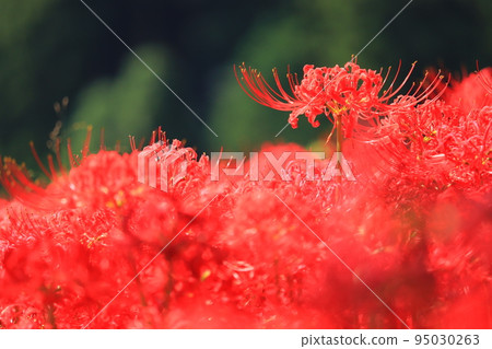 Cluster amaryllis (red) 95030263