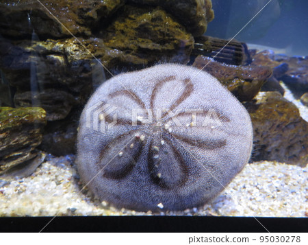 神秘的海洋生物♪ 神秘的海洋生物♪ 95030278