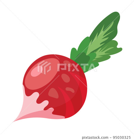 Radish on a white background. Vegetables illustration, clip-art, vector Radish on a white background. Vegetables illustration, clip-art, vector 95030325