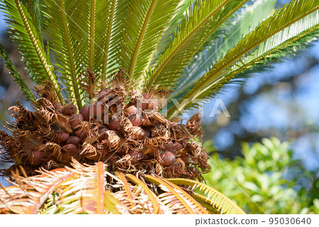 Cycad fruit (Suetsu fruit) 95030640