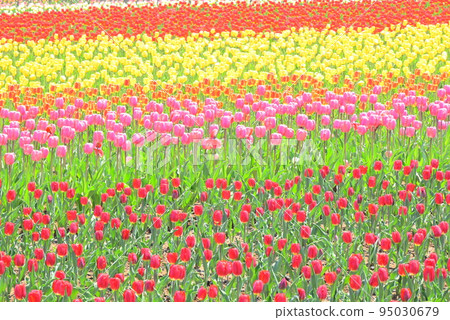 Colorful tulip field Colorful tulip field 95030679