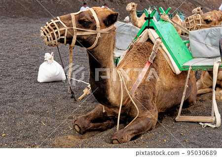 Closeup of camel - National Park of Timanfaya - Lanzarote Spain Closeup of camel - National Park of Timanfaya - Lanzarote Spain 95030689