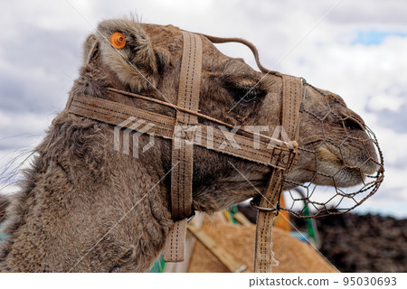 Closeup of camel - National Park of Timanfaya - Lanzarote Spain 95030693
