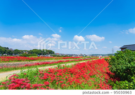 Autumn Festival of Gon, cluster amaryllis in full bloom <Handa City, Aichi Prefecture> 95030963