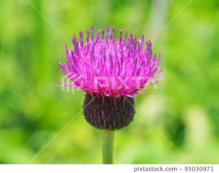 Thistle flower with nectaries 95030971