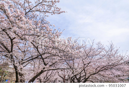 Cherry blossom trees in full bloom along the Shakujii River Cherry blossom trees in full bloom along the Shakujii River 95031007
