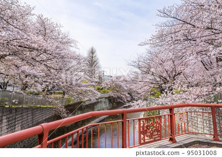 Cherry blossom trees in full bloom along the Shakujii River 95031008