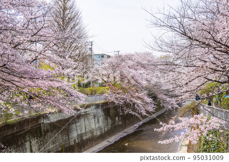 石神井河邊盛開的櫻花樹 95031009