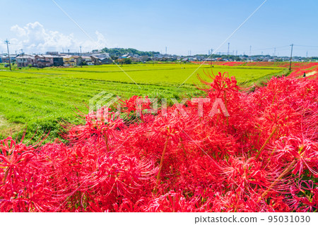 貢之秋祭,盛開的孤挺花群<愛知縣半田市> 貢之秋祭,盛開的孤挺花群<愛知縣半田市> 95031030