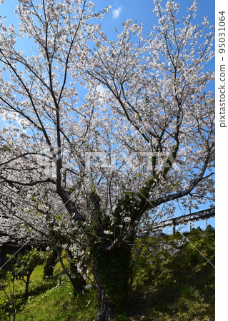 櫻桃樹 95031064