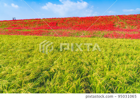 貢之秋祭，盛開的孤挺花群<愛知縣半田市> 95031065