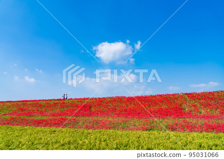 貢之秋祭，盛開的孤挺花群<愛知縣半田市> 95031066