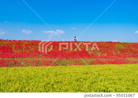 貢之秋祭，盛開的孤挺花群<愛知縣半田市> 95031067