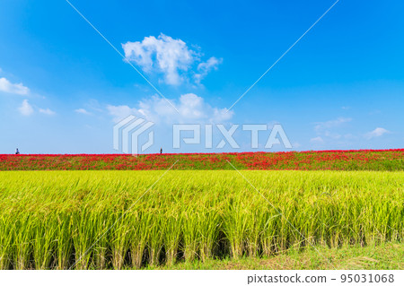 貢之秋祭,盛開的孤挺花群<愛知縣半田市> 貢之秋祭,盛開的孤挺花群<愛知縣半田市> 95031068