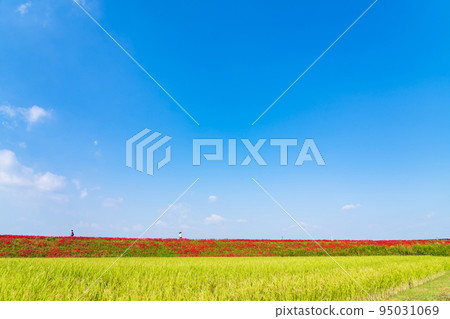 貢之秋祭，盛開的孤挺花群<愛知縣半田市> 95031069