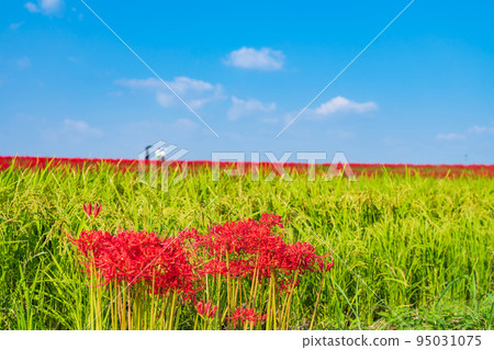 貢之秋祭，盛開的孤挺花群<愛知縣半田市> 95031075