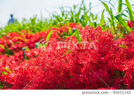 Autumn Festival of Gon, cluster amaryllis in full bloom <Handa City, Aichi Prefecture> Autumn Festival of Gon, cluster amaryllis in full bloom <Handa City, Aichi Prefecture> 95031148