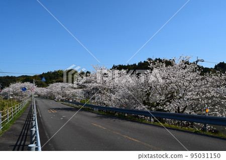 Cherry blossoms along the national highway Cherry blossoms along the national highway 95031150