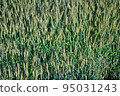 Wheat field 95031243