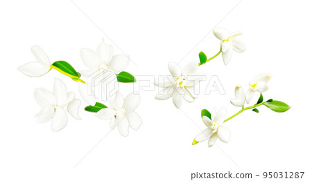 Vanilla flowers isolated on white background Vanilla flowers isolated on white background 95031287