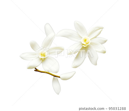Vanilla flowers isolated on white background 95031288