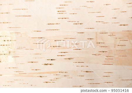 The texture of birch bark. Background of birch The texture of birch bark. Background of birch 95031416