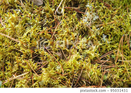 Polytrichum growing in the forest. Polytrichum Polytrichum growing in the forest. Polytrichum 95031431