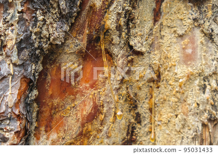 Wood resin coming out of wood. Tree sap coming out 95031433