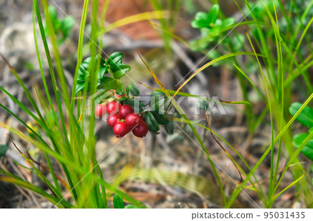 Red ripe lingonberry close-up. Red cranberry berry 95031435