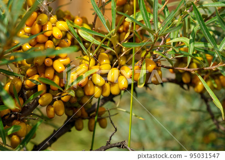 Sea buckthorn growing on a tree close up Hippophae rhamnoides. Medical planet. Selective focus Sea buckthorn growing on a tree close up Hippophae rhamnoides. Medical planet. Selective focus 95031547