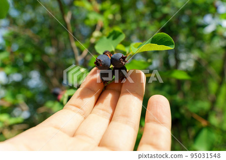 Irga amelanchier is genus of plants of tribe apple Maleae of pink family Rosaceae. Ripe berry on tree. Selective focus Irga amelanchier is genus of plants of tribe apple Maleae of pink family Rosaceae. Ripe berry on tree. Selective focus 95031548