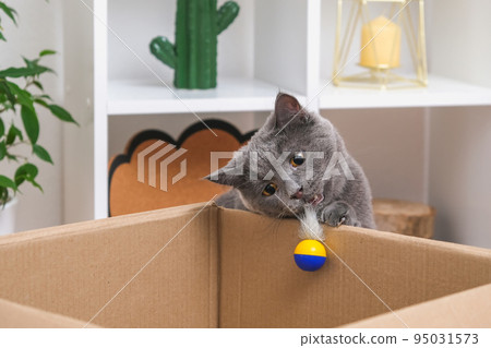 A grey cat is playing in a cardboard box. A gray A grey cat is playing in a cardboard box. A gray 95031573